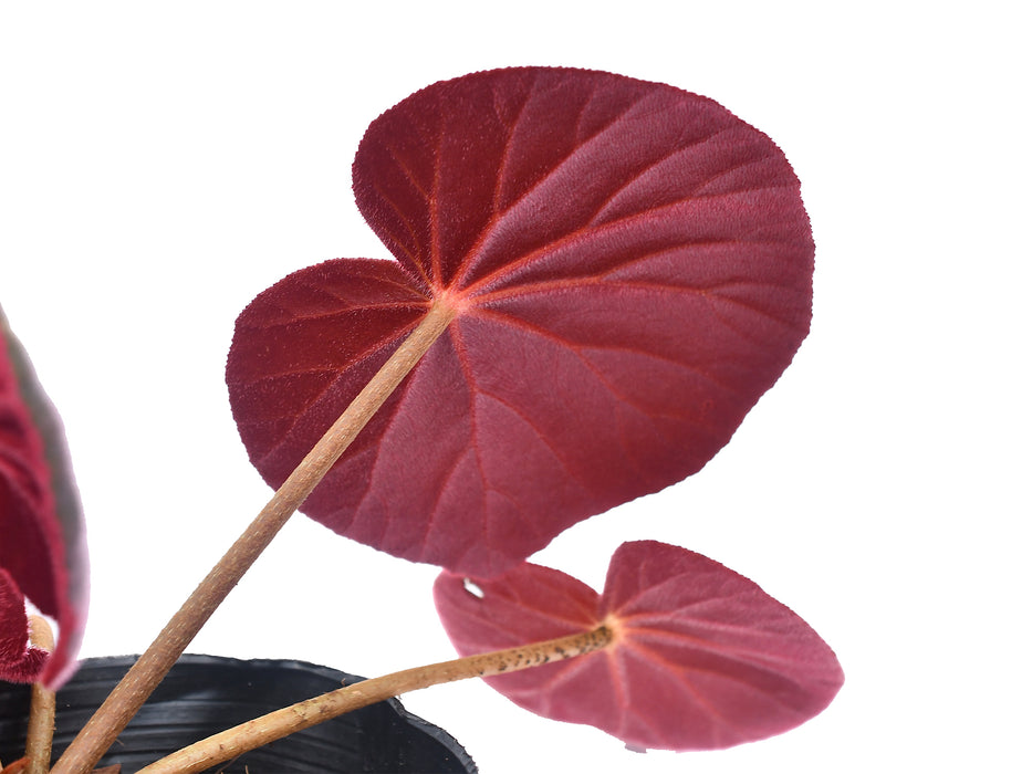 Begonia acetosa