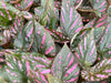 Begonia brevirimosa 'exotica'