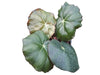 Begonia lugonis