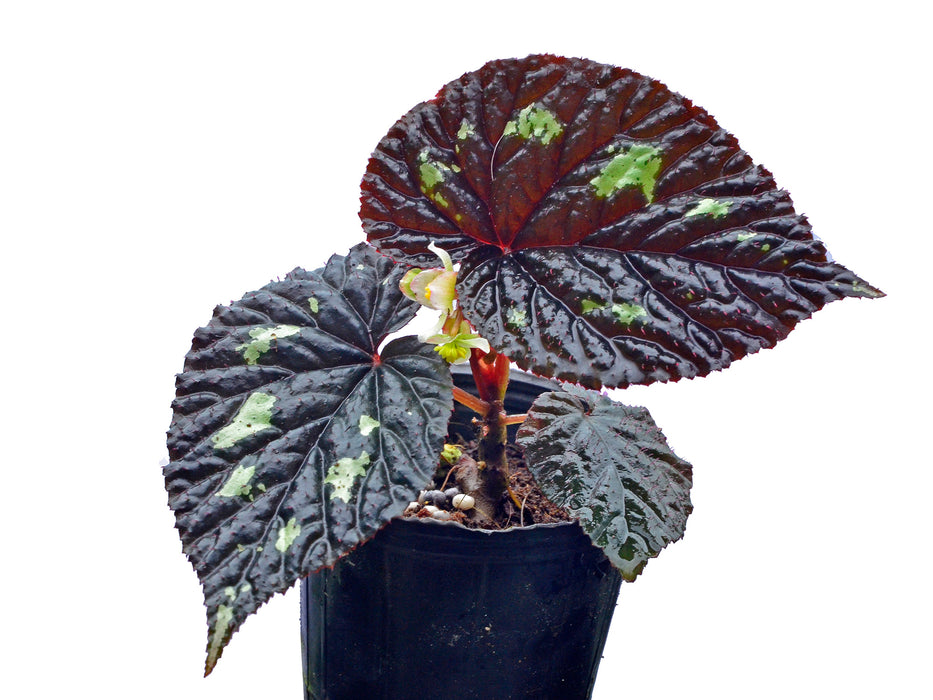Begonia lugonis