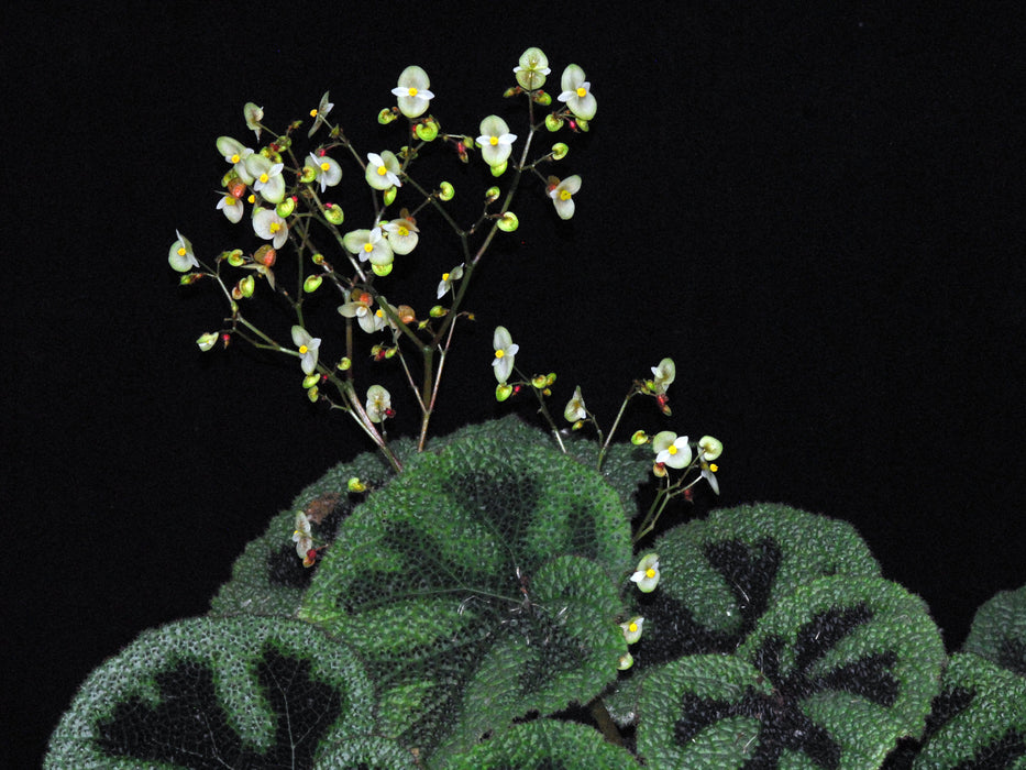 Begonia masoniana