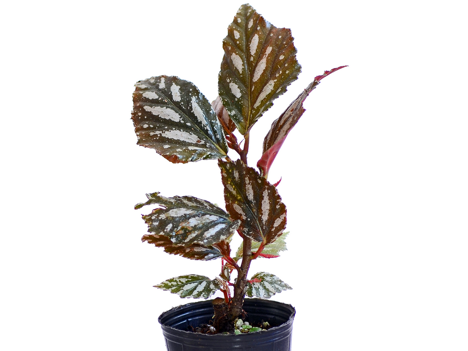 Begonia maynensis