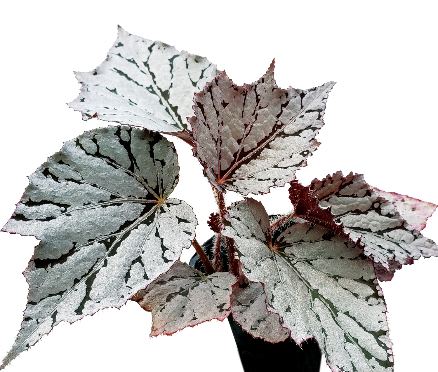 Begonia rex 'silver dollar'