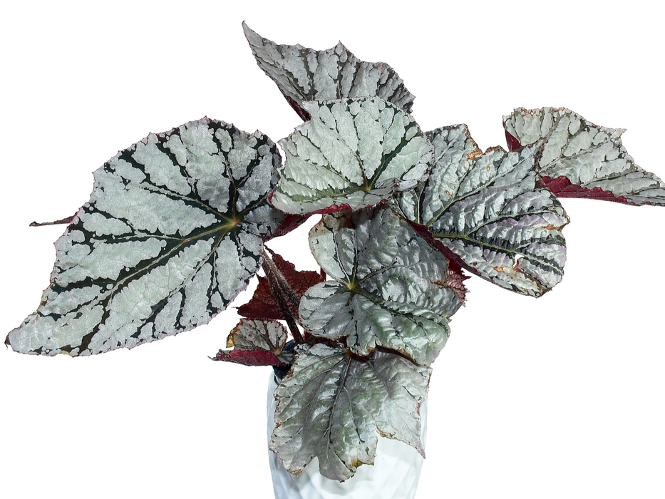 Begonia rex 'silver dollar'