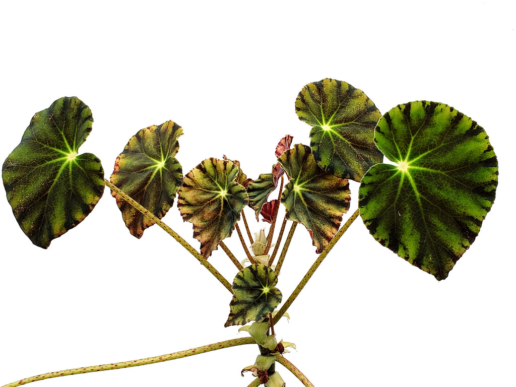 Begonia of China English / Chineseベゴニア図鑑 Begonia of