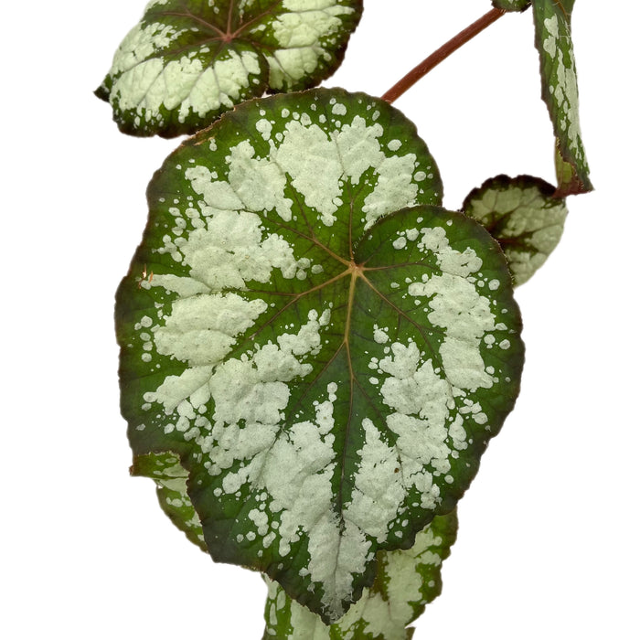 Begonia rex caracol