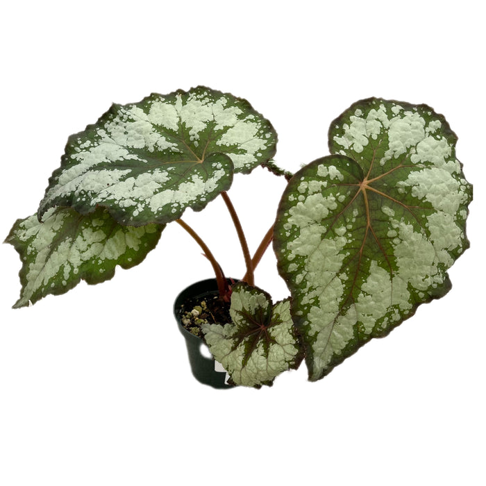 Begonia rex caracol