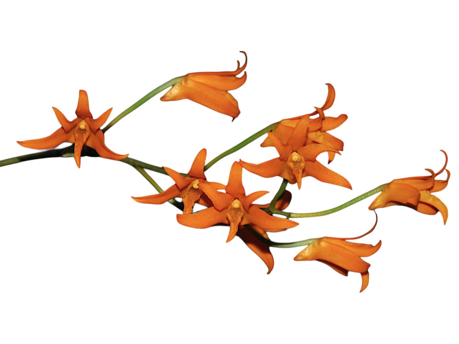 Bifrenaria aureofulva