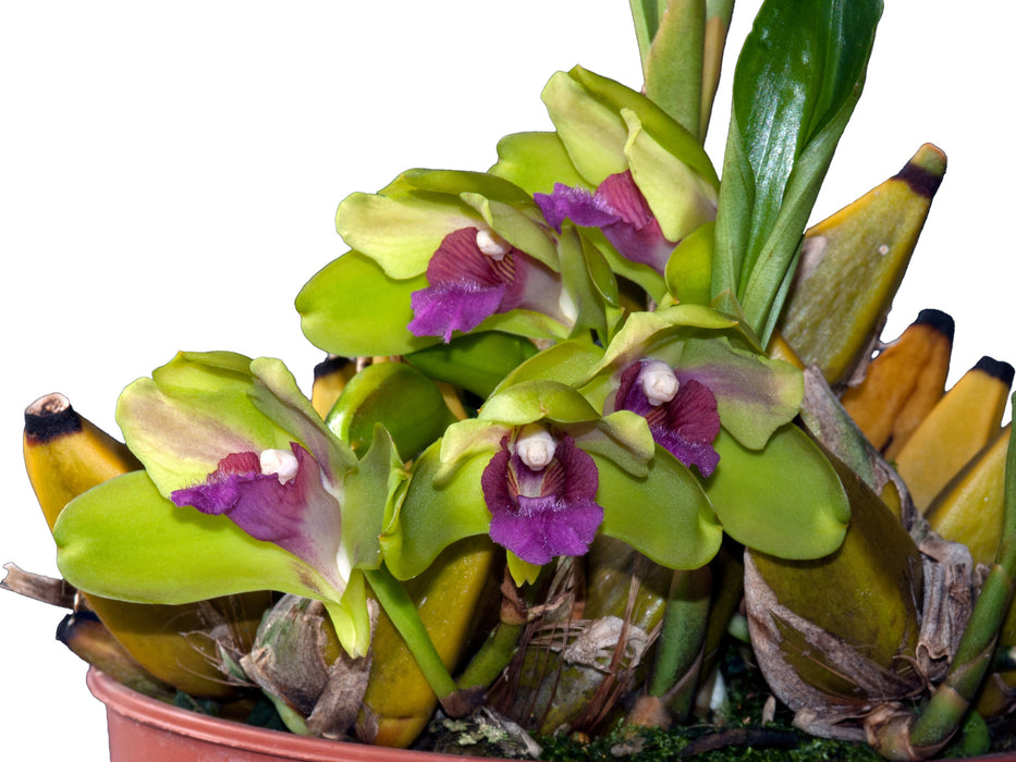 Bifrenaria inodora