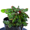 Biophytum somnians cf