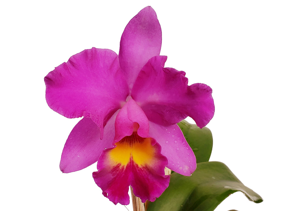 Rhyncholaeliocattleya Diego Aquino