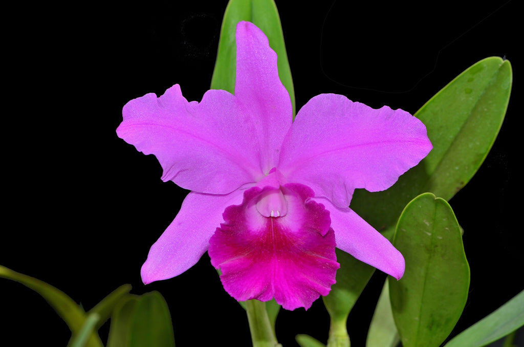 Brassolaeliocattleya Santa Maria — Ecuagenera USA Corp