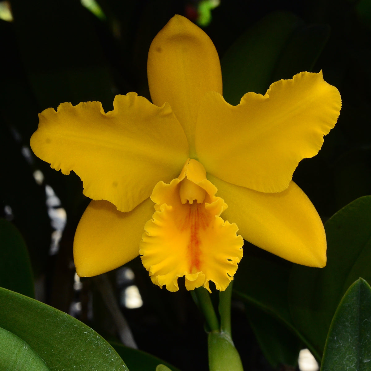 Brassolaeliocattleya Brydol Big x Brassolaeliocattleya Ilha Santa