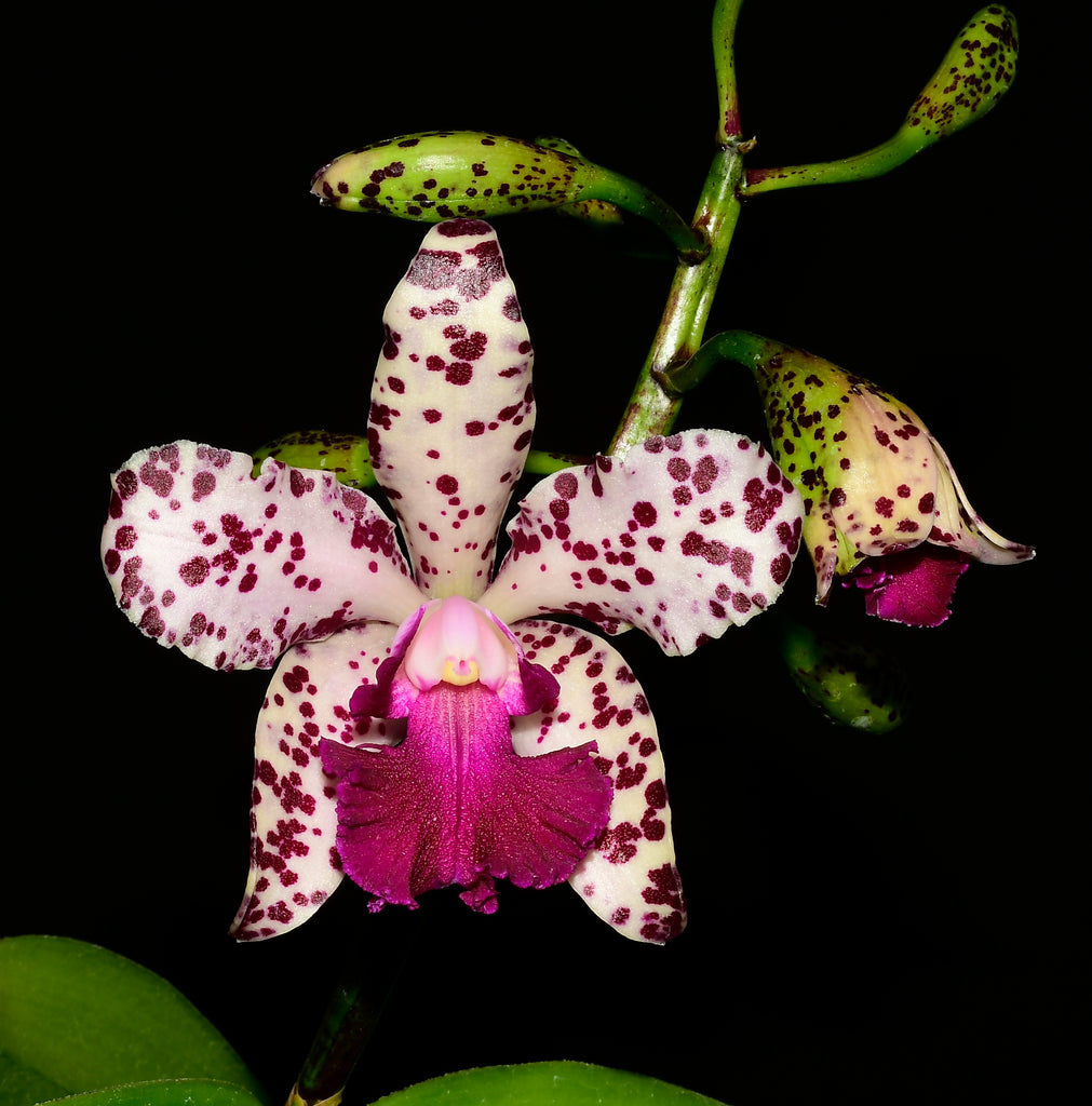 Brassolaeliocattleya Santa Maria — Ecuagenera USA Corp