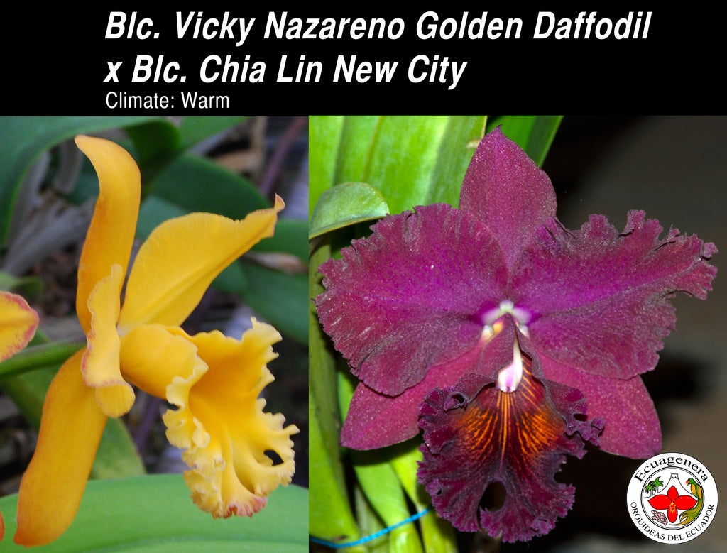 Brassolaeliocattleya Vicky Nazareno Golden Daffodil x Blc. Chia