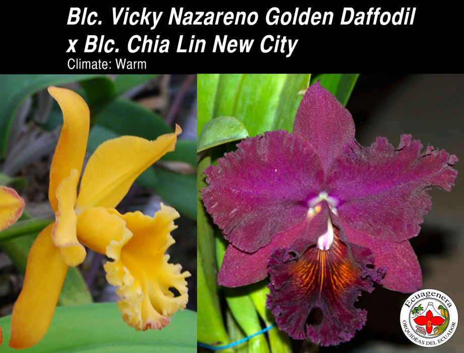 Brassolaeliocattleya Vicky Nazareno Golden Daffodil x Blc. Chia Lin New City