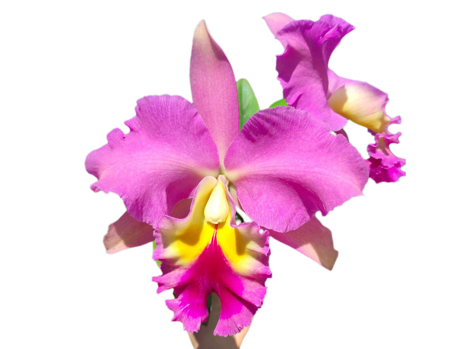 Brassolaeliocattleya Juliana Ec x Blc. Pink Empress