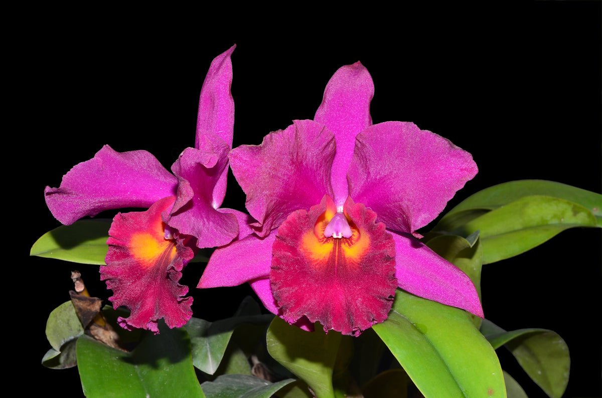 Brassolaeliocattleya Santa Maria — Ecuagenera USA Corp