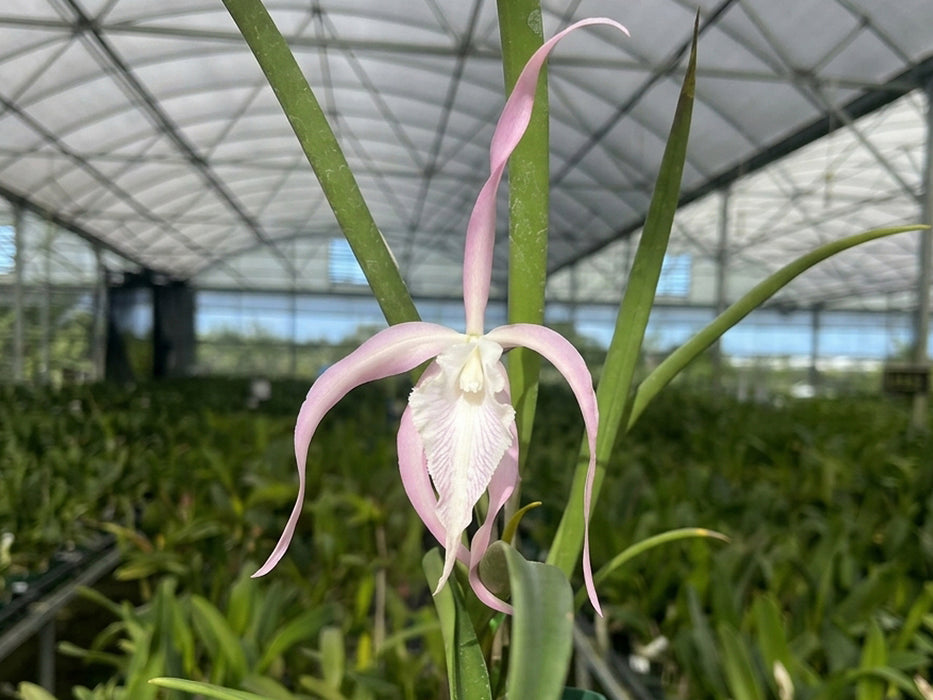 Brassavola cucullata x Cattleya maxima coerulea ('Gigi' x 'Angelo')