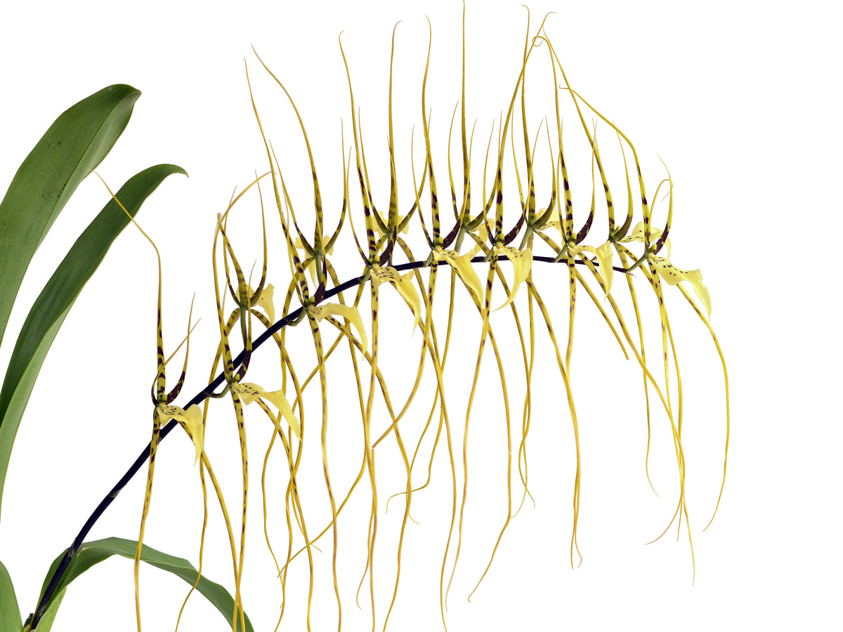 Brassia Rex Spider Orchid Hybrid Exotic YellowGreen Orchid