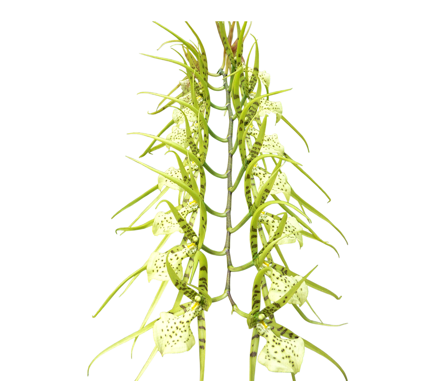 Brassia gireoudiana