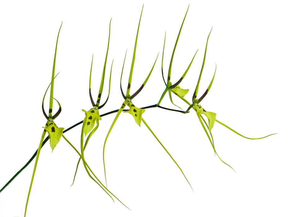 Brassia gireoudiana