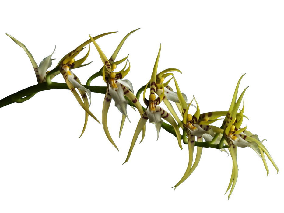 Brassia lawrenceana