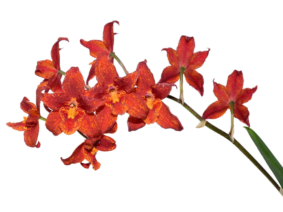 Brassidium Cholita Gualacena