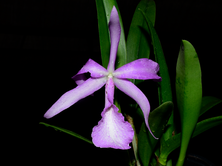 Brassocatanthe Estrella Andina