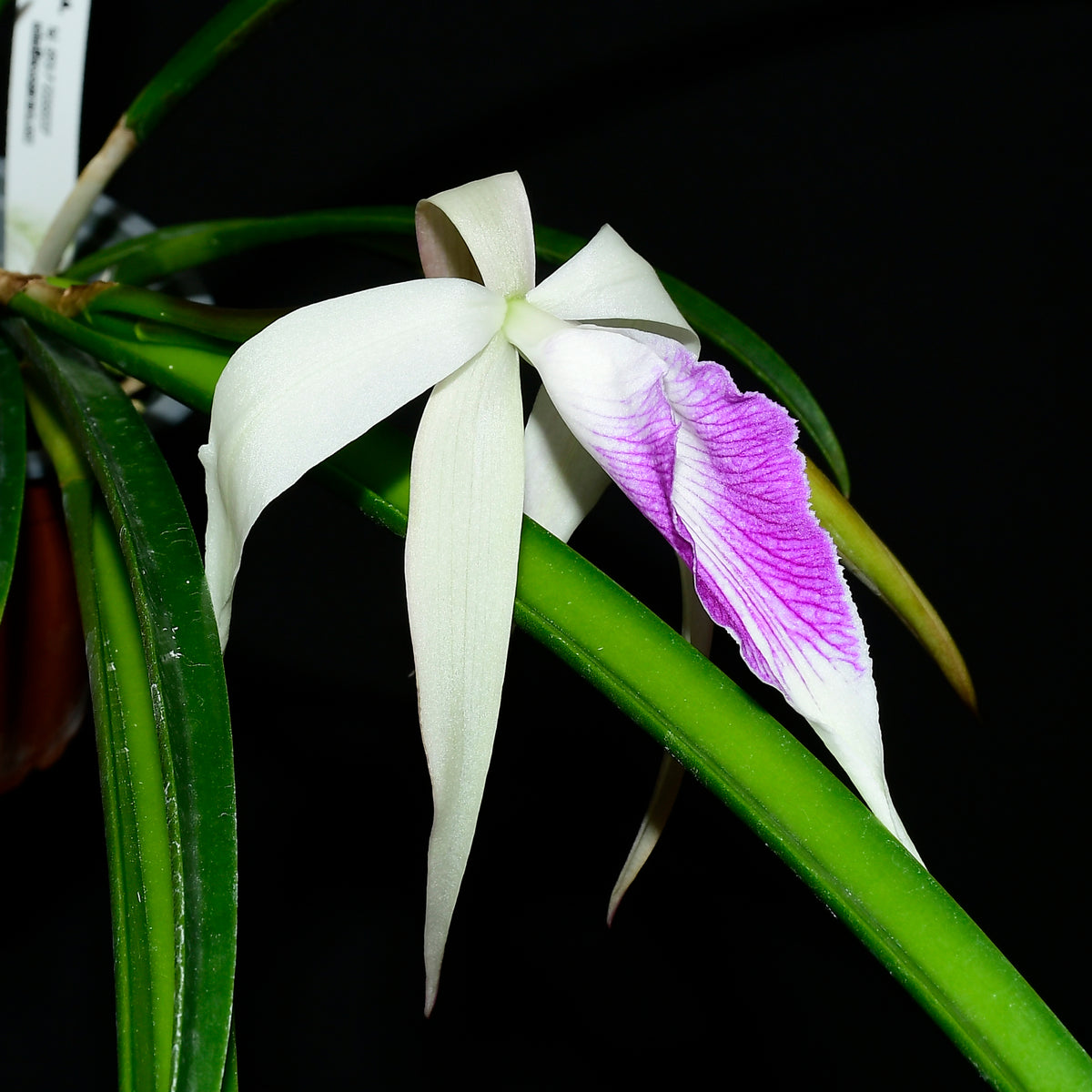 Brassocattleya Ivan Portilla 'Camila' — Ecuagenera USA Corp