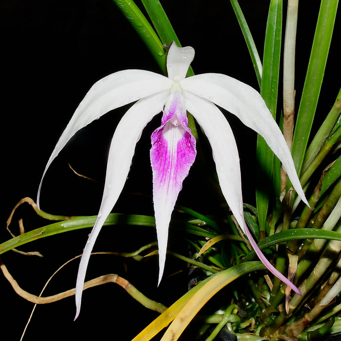 Brassocattleya Ivan Portilla purple