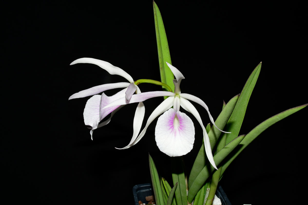 Brassolaeliocattleya Santa Maria — Ecuagenera USA Corp