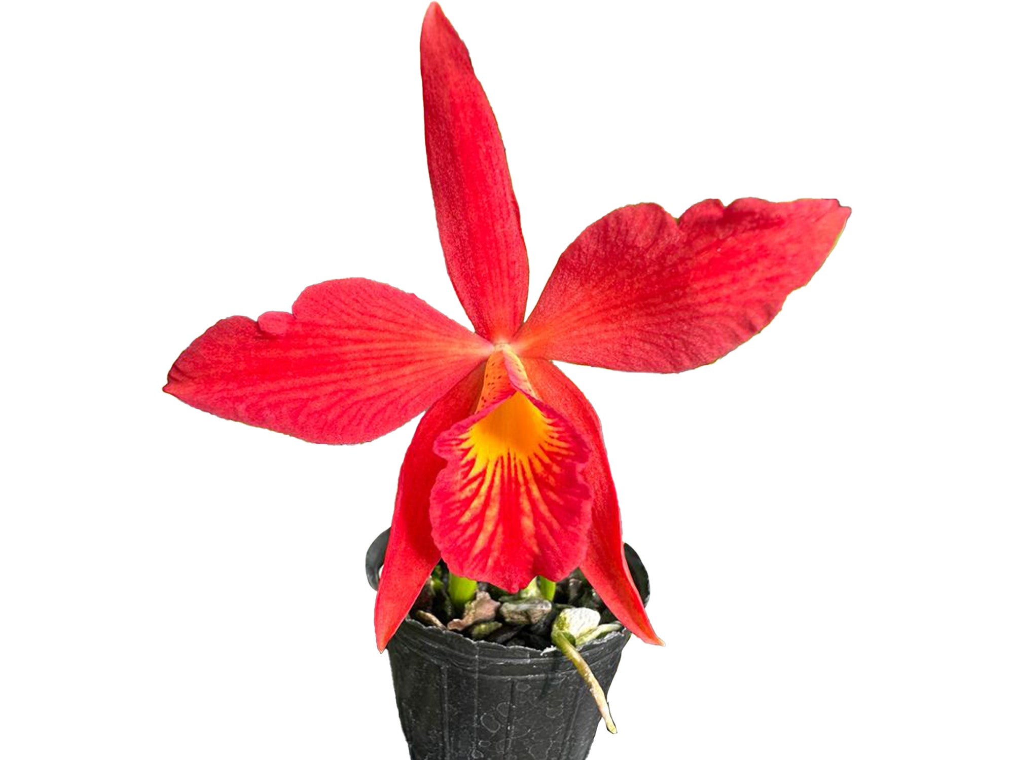 Brassocattleya Edna — Ecuagenera USA Corp