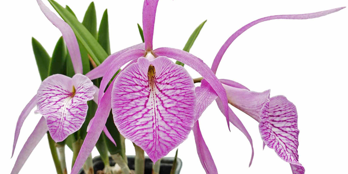 Brassocattleya Fuchs Star - Hybrid Cattleya Orchid | Ecuagenera