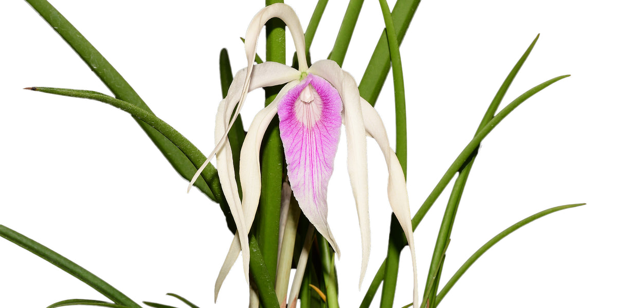 Brassocattleya Ivan Portilla 'Camila' - Distinctive Hybrid Orchid
