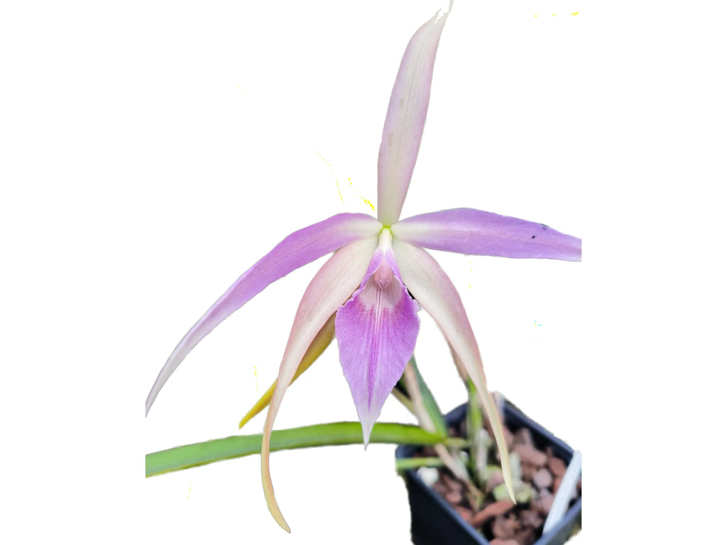 Brassocattleya_Ivan_Portilla_p