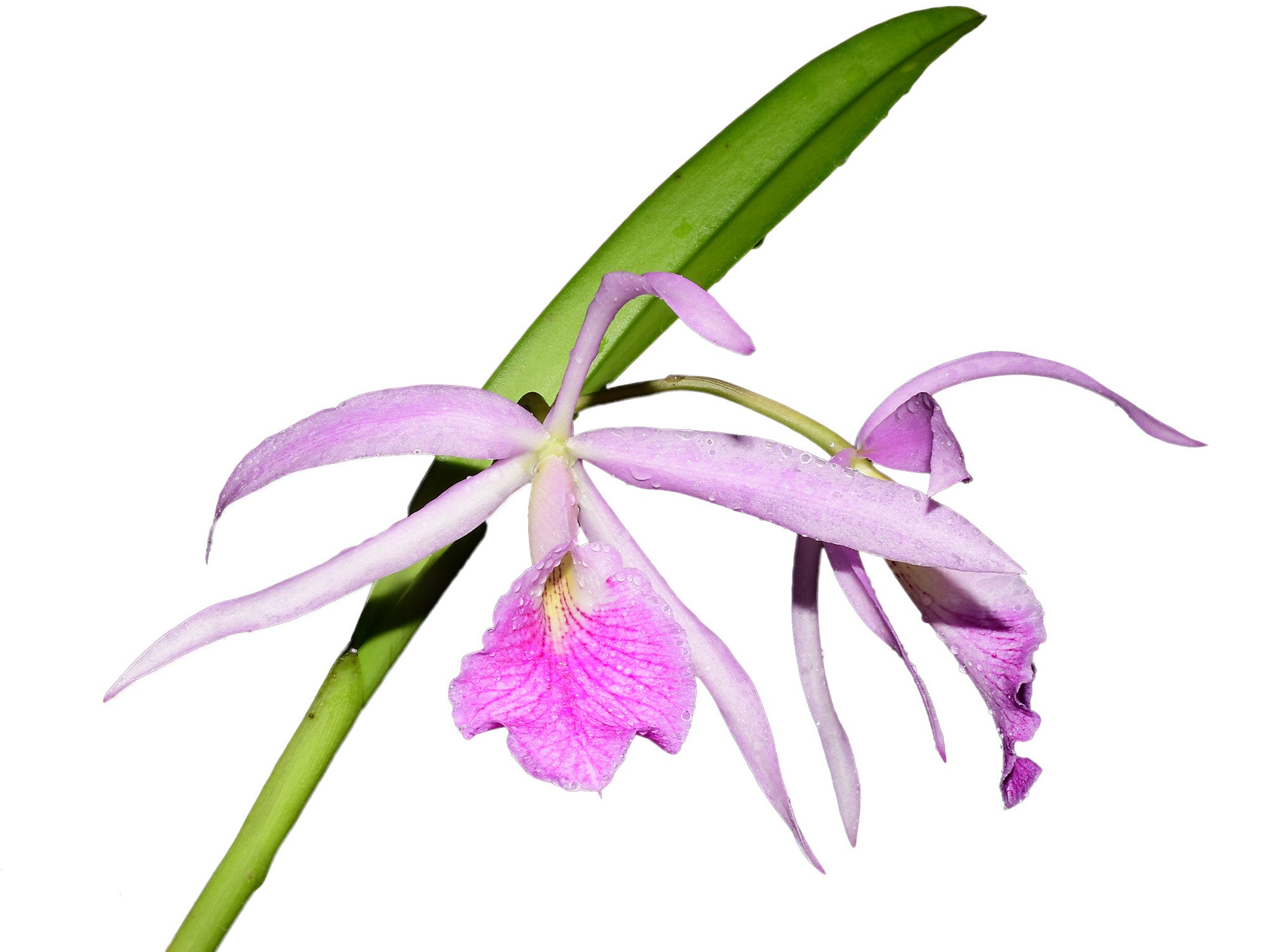 Brassocattleya Kay (N x var atropurpurea) — Ecuagenera USA Corp
