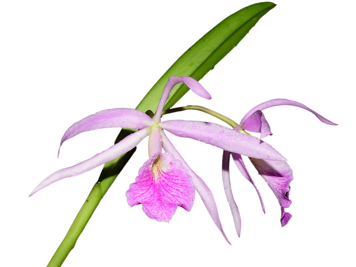 Brassocattleya Kay (N x var atropurpurea) — Ecuagenera USA Corp