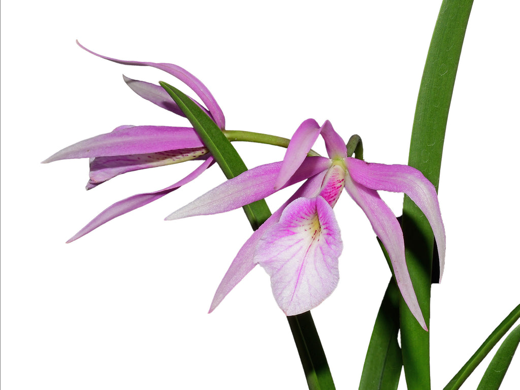 Brassocattleya Morning Glory 'Flamea' — Ecuagenera USA Corp