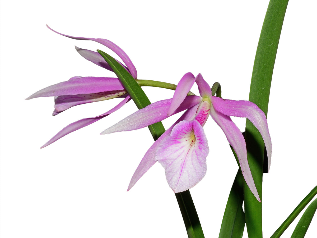 Brassocattleya Morning Glory 'Flamea' — Ecuagenera USA Corp