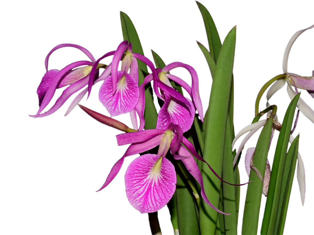 ライスシャワーglorias　through　bred記念ジッポ Brassocattleya_Morning_Glory_r