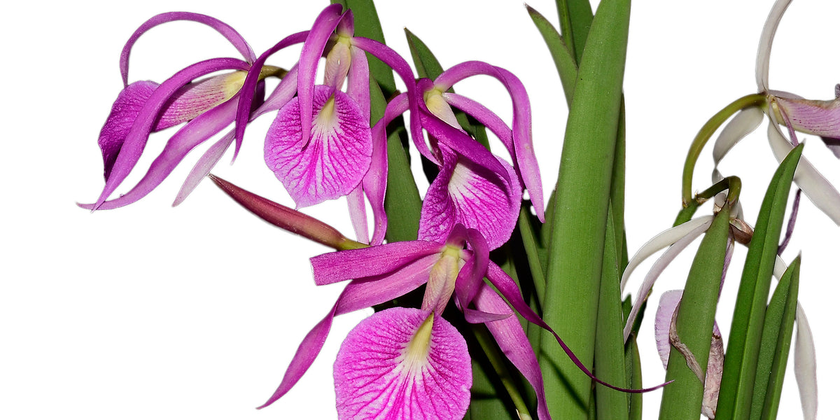 Brassocattleya_Morning_Glory_r