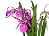Brassocattleya Morning Glory rubra #14