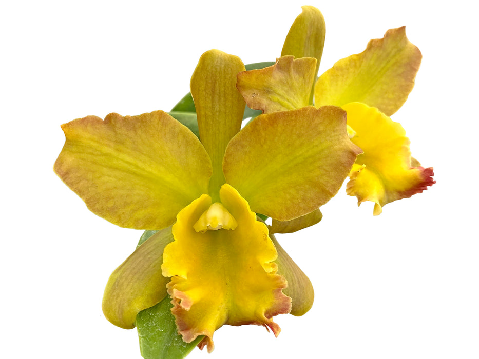 Brassocattleya Nobile's Bruno Bruno x C. Chocolate Drop x Blc. Ports of Paradise