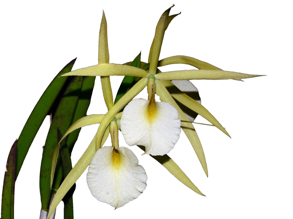 Brassocattleya Saint André - Fragrant Orchid Hybrid — Ecuagenera
