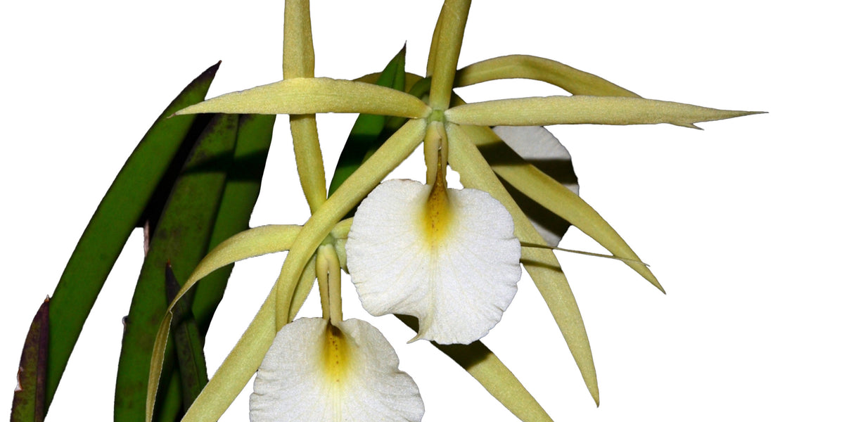 Brassocattleya Saint André - Fragrant Orchid Hybrid — Ecuagenera
