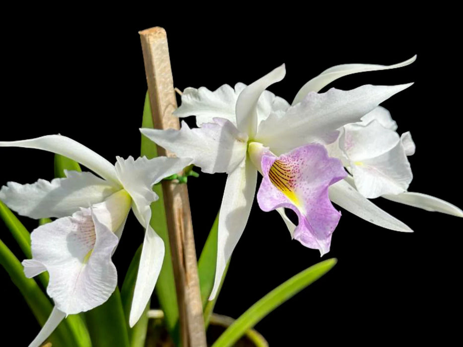 Brassolaelia Aurora (B. nodosa x L. anceps lineolata)
