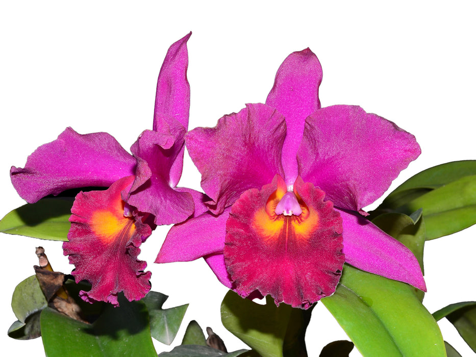 Brassolaeliocattleya Sp (Canyon 119-419 Ec)
