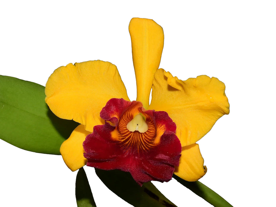 Brassolaeliocattleya Jerry Ton