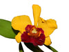 Brassolaeliocattleya Jerry Ton